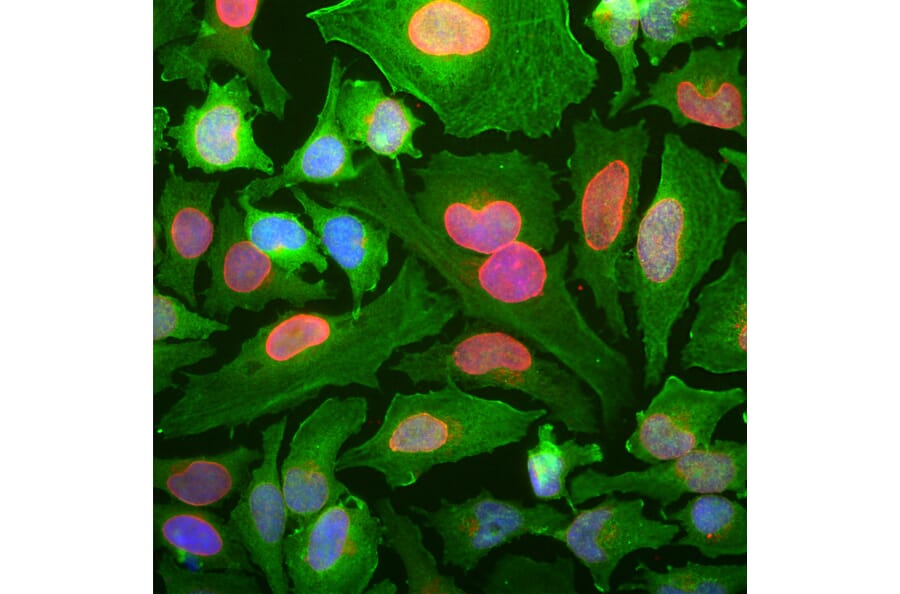 Immunofluorescence - Anti-DJ1 Antibody [4H4] (A85343) - Antibodies.com