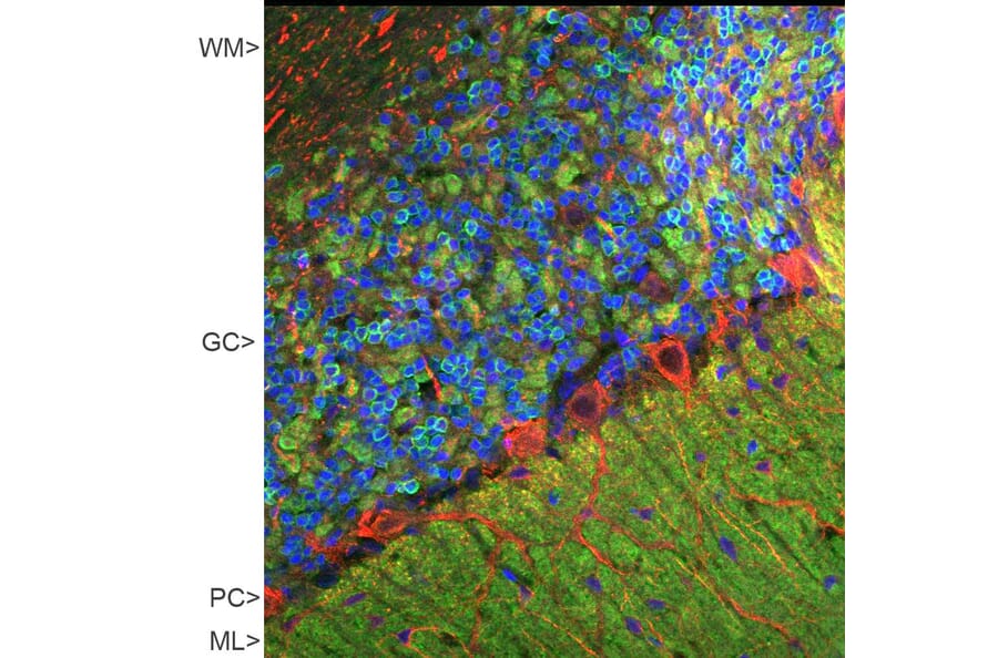 Immunofluorescence - Anti-Visinin Like Protein 1 Antibody (A85344) - Antibodies.com