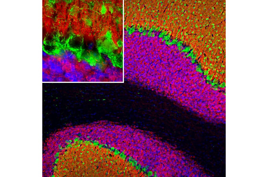 Immunofluorescence - Anti-Visinin Like Protein 1 Antibody (A85344) - Antibodies.com