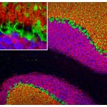 Immunofluorescence - Anti-Visinin Like Protein 1 Antibody (A85344) - Antibodies.com