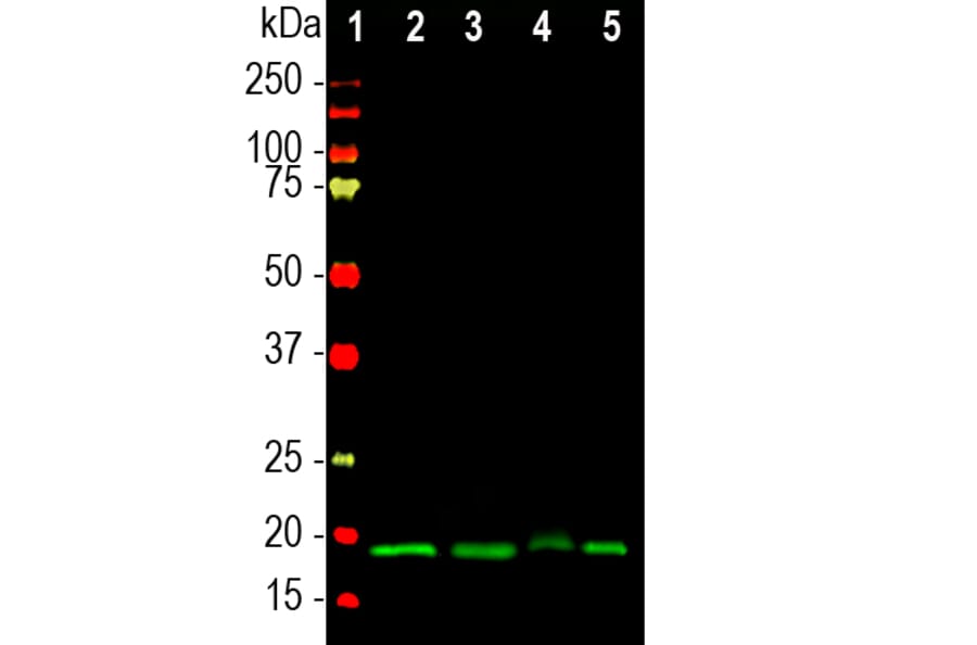 Western Blot - Anti-Visinin Like Protein 1 Antibody (A85344) - Antibodies.com