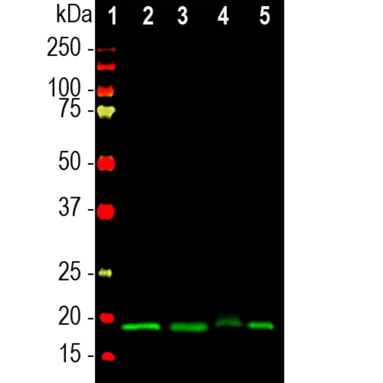 Western Blot - Anti-Visinin Like Protein 1 Antibody (A85344) - Antibodies.com