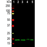 Western Blot - Anti-Visinin Like Protein 1 Antibody (A85344) - Antibodies.com