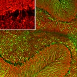 Immunofluorescence - Anti-Visinin Like Protein 1 Antibody [2D11] (A85345) - Antibodies.com