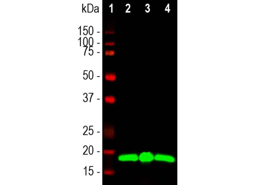 Western Blot - Anti-Visinin Like Protein 1 Antibody [2D11] (A85345) - Antibodies.com