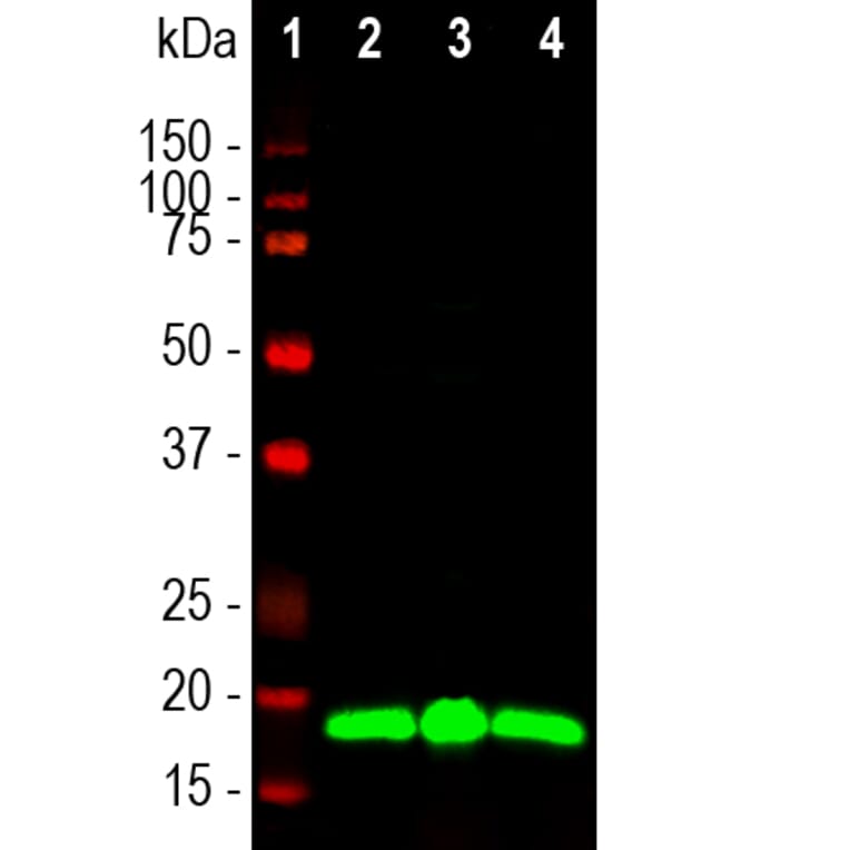 Western Blot - Anti-Visinin Like Protein 1 Antibody [2D11] (A85345) - Antibodies.com