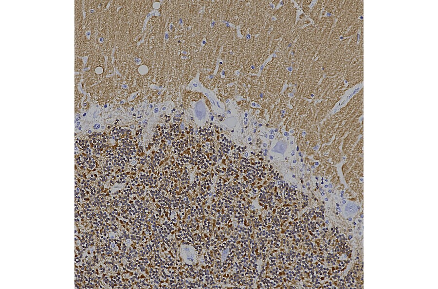 Immunohistochemistry - Anti-Visinin Like Protein 1 Antibody [3A9] (A85346) - Antibodies.com