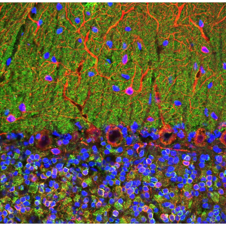 Immunofluorescence - Anti-Visinin Like Protein 1 Antibody [3A9] (A85346) - Antibodies.com
