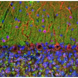 Immunofluorescence - Anti-Visinin Like Protein 1 Antibody [3A9] (A85346) - Antibodies.com