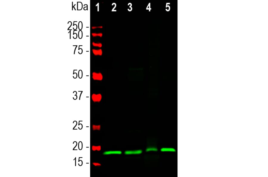 Western Blot - Anti-Visinin Like Protein 1 Antibody [3A9] (A85346) - Antibodies.com