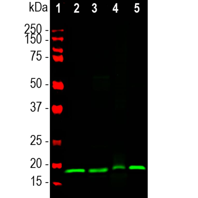 Western Blot - Anti-Visinin Like Protein 1 Antibody [3A9] (A85346) - Antibodies.com