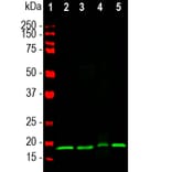 Western Blot - Anti-Visinin Like Protein 1 Antibody [3A9] (A85346) - Antibodies.com
