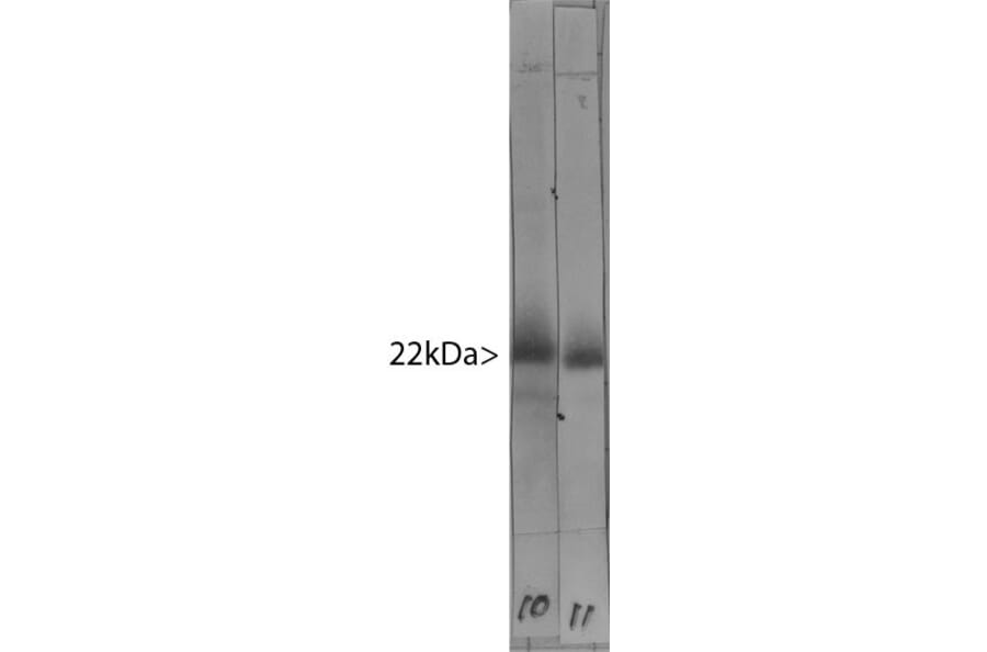 Western Blot - Anti-Visinin Like Protein 1 Antibody [3A9] (A85346) - Antibodies.com