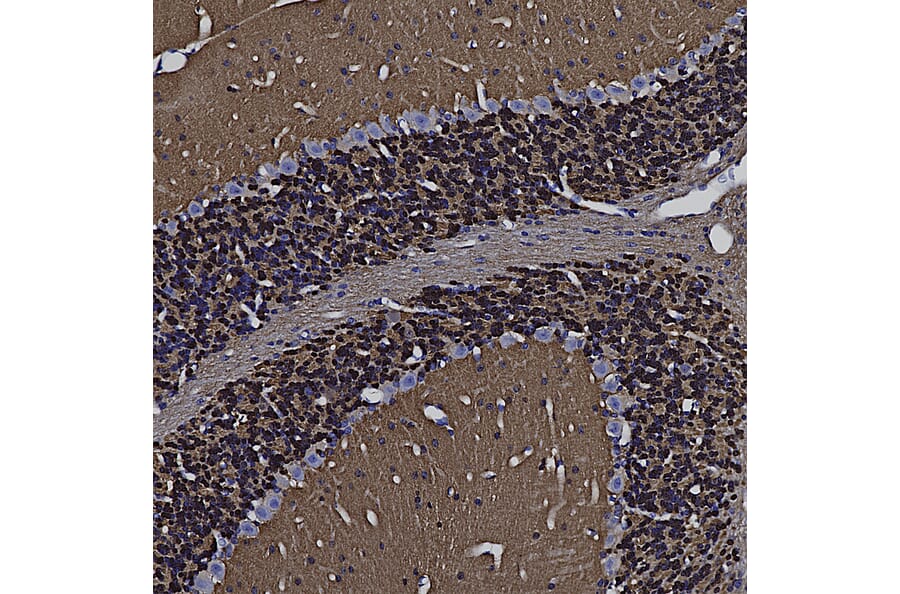 Immunohistochemistry - Anti-Visinin Like Protein 1 Antibody (A85347) - Antibodies.com