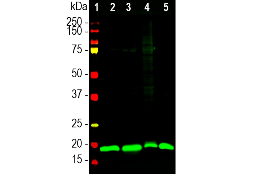 Western Blot - Anti-Visinin Like Protein 1 Antibody (A85347) - Antibodies.com