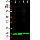 Western Blot - Anti-Visinin Like Protein 1 Antibody (A85347) - Antibodies.com