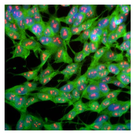 Immunofluorescence - Anti-UCHL1 Antibody (A85348) - Antibodies.com