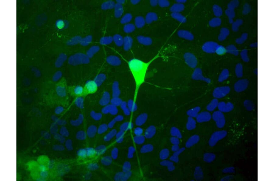Immunofluorescence - Anti-UCHL1 Antibody (A85348) - Antibodies.com
