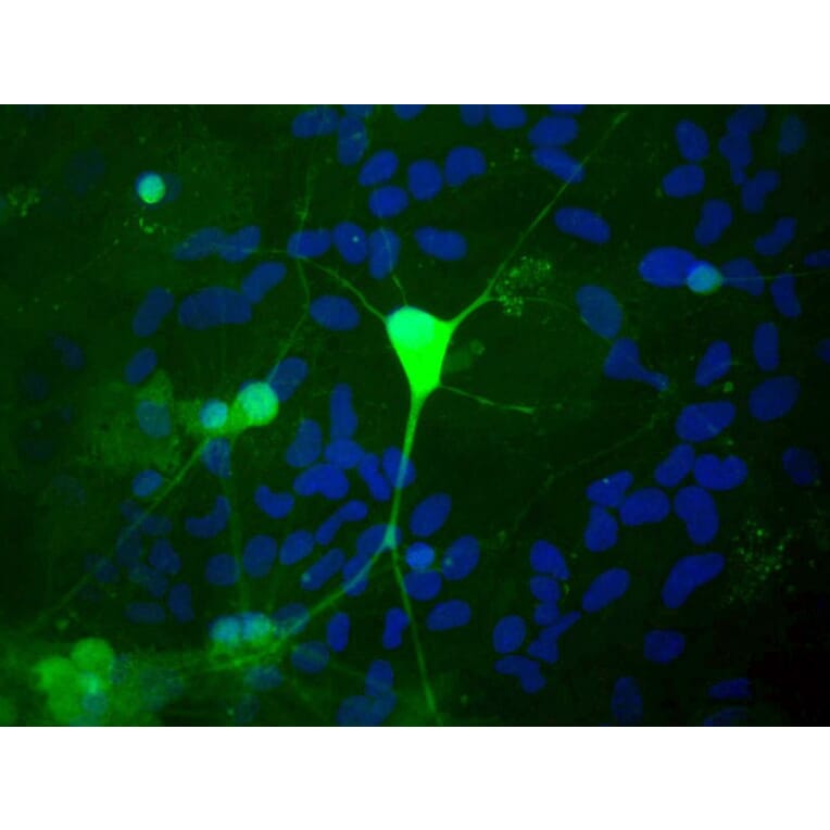 Immunofluorescence - Anti-UCHL1 Antibody (A85348) - Antibodies.com