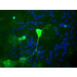Immunofluorescence - Anti-UCHL1 Antibody (A85348) - Antibodies.com
