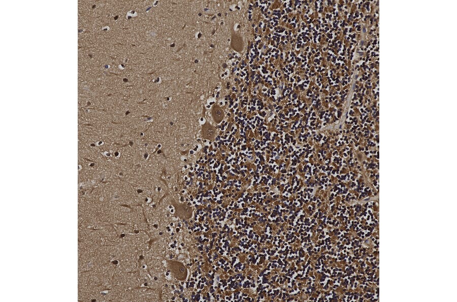 Immunohistochemistry - Anti-UCHL1 Antibody (A85348) - Antibodies.com