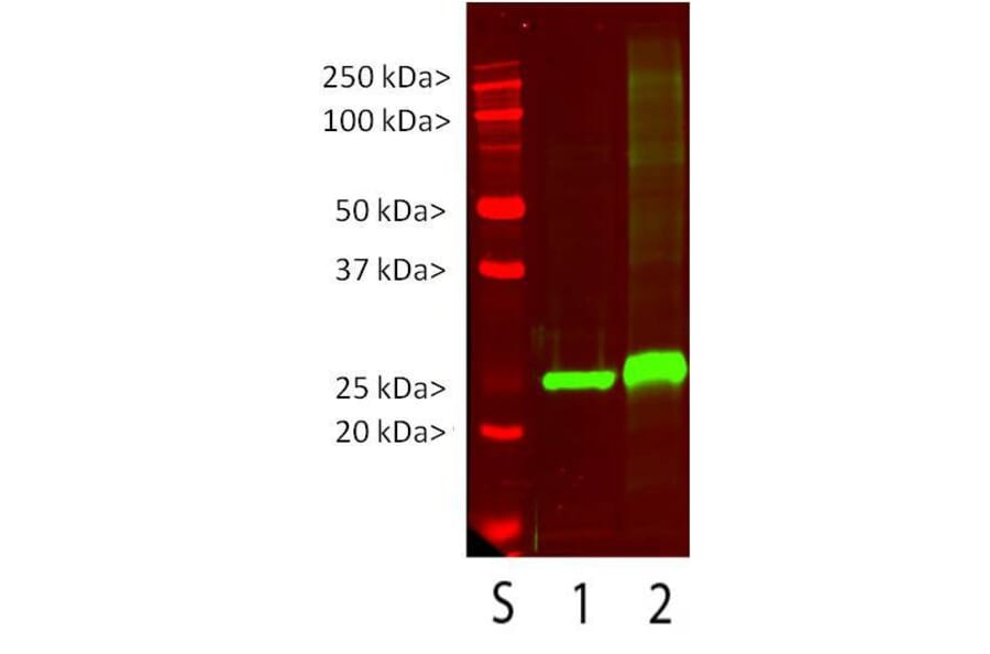 Western Blot - Anti-UCHL1 Antibody (A85348) - Antibodies.com