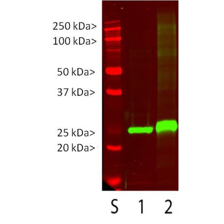 Western Blot - Anti-UCHL1 Antibody (A85348) - Antibodies.com