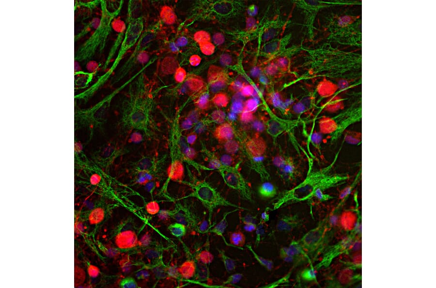 ICC/IF of cortical neuron-glial cell culture from E20 rat using anti-UCHL1 Antibody (A85349)