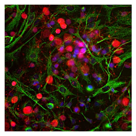 Immunofluorescence - Anti-UCHL1 Antibody (A85349) - Antibodies.com