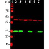 Western Blot - Anti-UCHL1 Antibody (A85349) - Antibodies.com