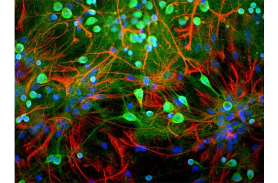 Immunofluorescence - Anti-UCHL1 Antibody (A85349) - Antibodies.com