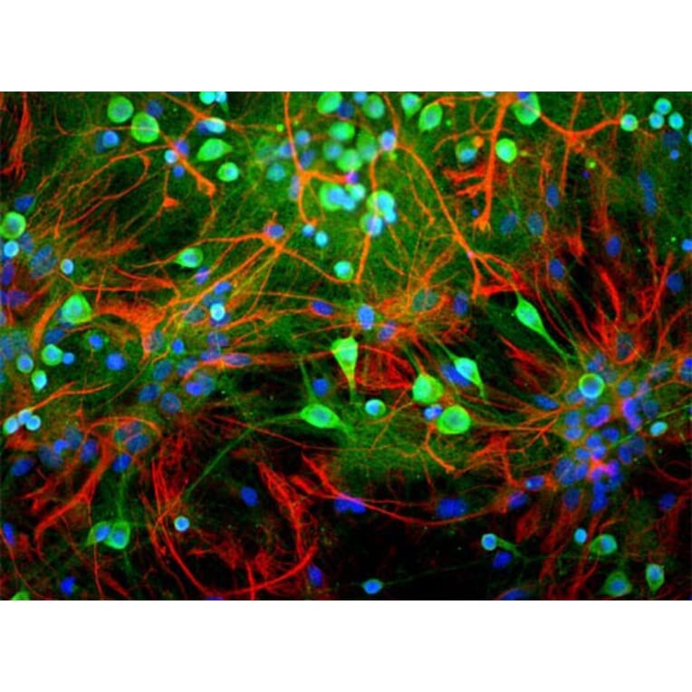 Immunofluorescence - Anti-UCHL1 Antibody (A85349) - Antibodies.com