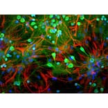 Immunofluorescence - Anti-UCHL1 Antibody (A85349) - Antibodies.com