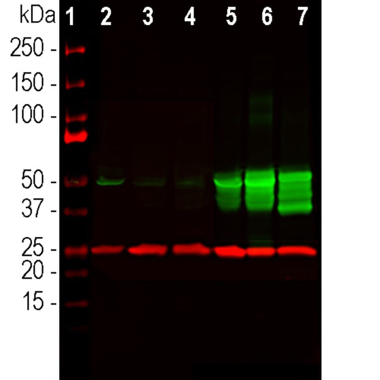 Western Blot - Anti-UCHL1 Antibody (A85349) - Antibodies.com