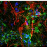 Immunofluorescence - Anti-UCHL1 Antibody [BH7] (A85351) - Antibodies.com