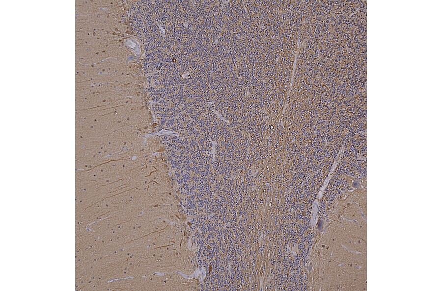 Immunohistochemistry - Anti-UCHL1 Antibody [BH7] (A85351) - Antibodies.com