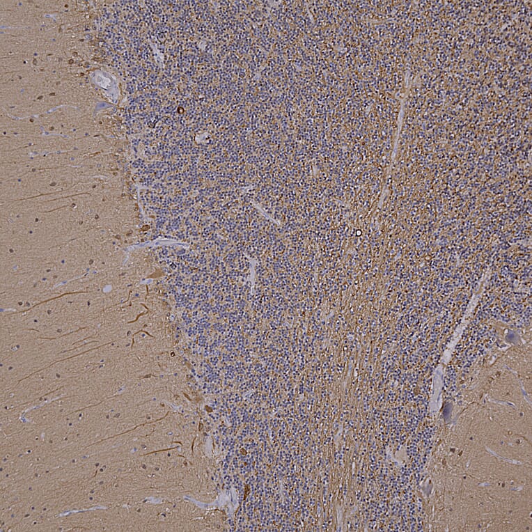 Immunohistochemistry - Anti-UCHL1 Antibody [BH7] (A85351) - Antibodies.com
