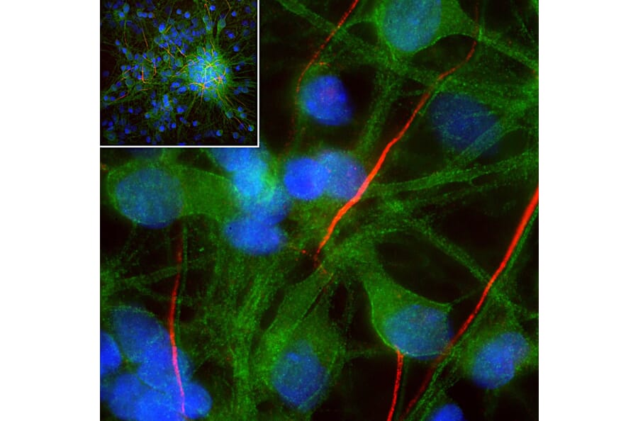 Immunofluorescence - Anti-alpha II Spectrin Antibody (A85352) - Antibodies.com