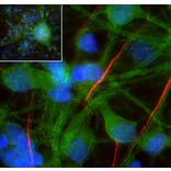 Immunofluorescence - Anti-alpha II Spectrin Antibody (A85352) - Antibodies.com