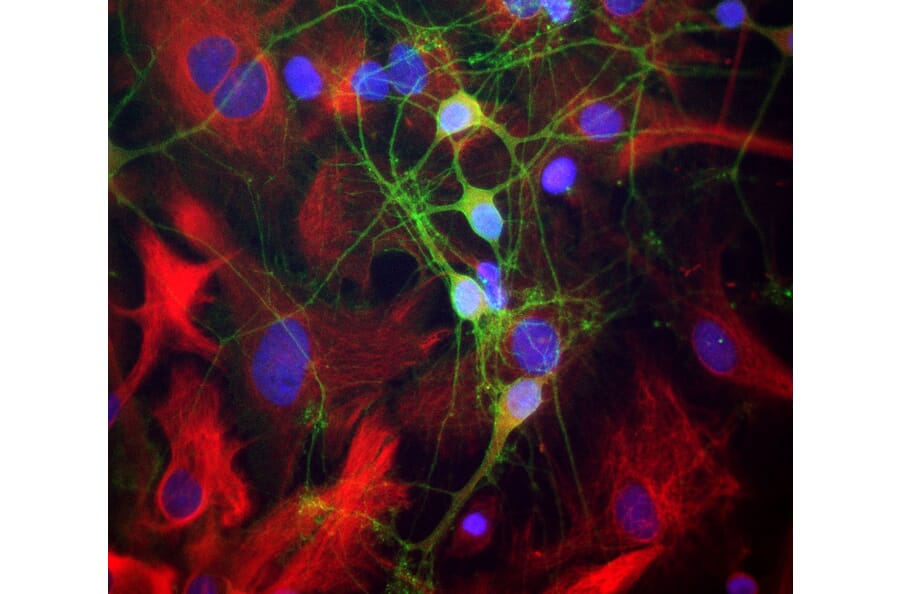 Immunofluorescence - Anti-alpha II Spectrin Antibody (A85352) - Antibodies.com