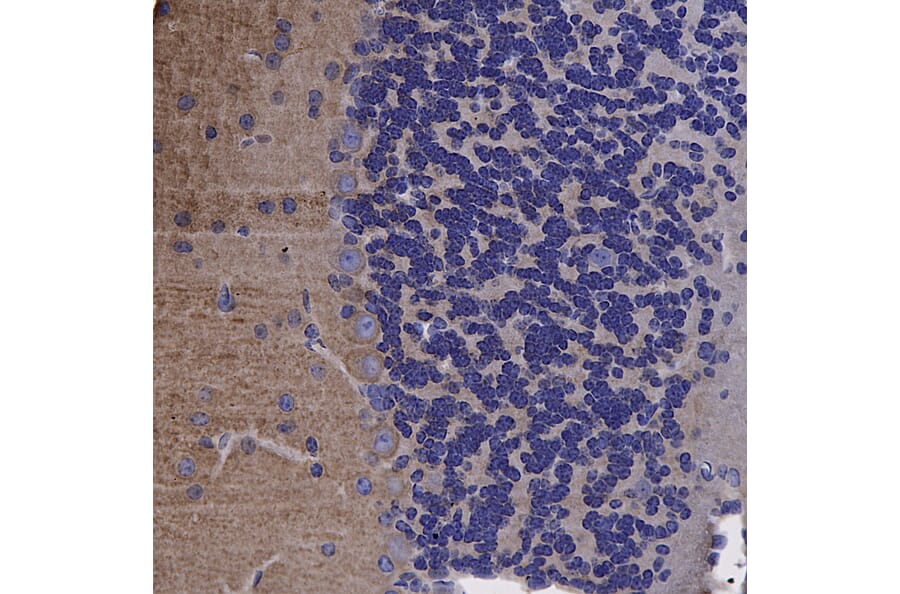 Immunohistochemistry - Anti-alpha II Spectrin Antibody (A85352) - Antibodies.com