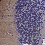 Immunohistochemistry - Anti-alpha II Spectrin Antibody (A85352) - Antibodies.com