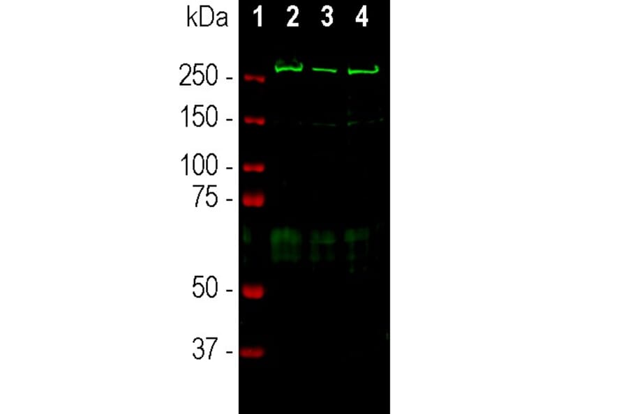 Western Blot - Anti-alpha II Spectrin Antibody (A85352) - Antibodies.com