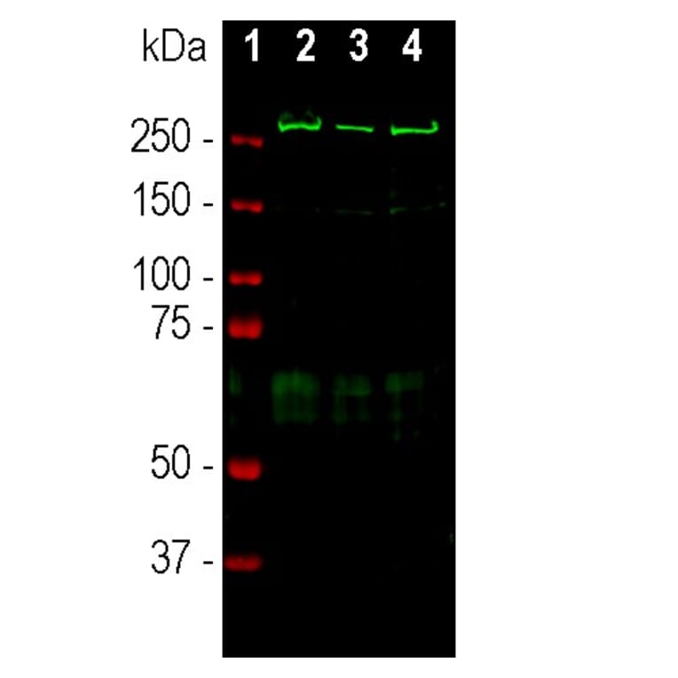 Western Blot - Anti-alpha II Spectrin Antibody (A85352) - Antibodies.com