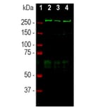 Western Blot - Anti-alpha II Spectrin Antibody (A85352) - Antibodies.com