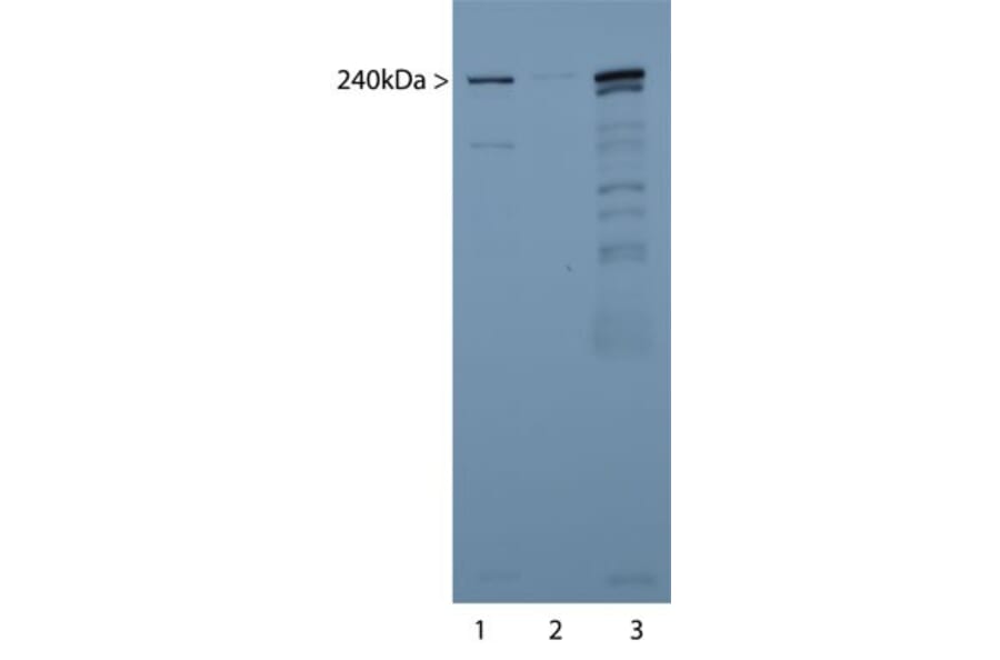 Western Blot - Anti-alpha II Spectrin Antibody (A85352) - Antibodies.com