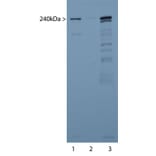 Western Blot - Anti-alpha II Spectrin Antibody (A85352) - Antibodies.com