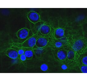 Immunofluorescence - Anti-a-II Spectrin Antibody (A85353) - Antibodies.com