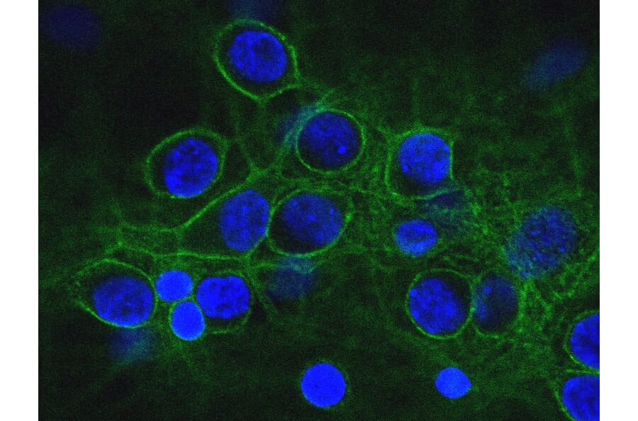 Immunofluorescence - Anti-alpha II Spectrin Antibody [3D7] (A85353) - Antibodies.com