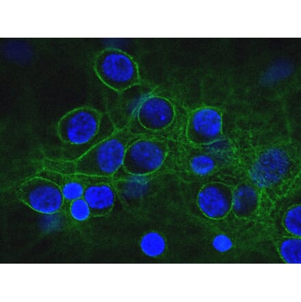 Immunofluorescence - Anti-a-II Spectrin Antibody (A85353) - Antibodies.com
